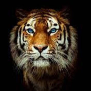 Meet your Posher, Samuel